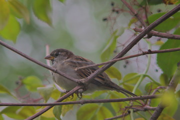 sparrow with branched and bokeh background