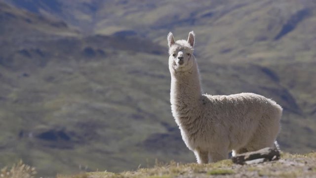 A lllama standing alone on top of a mountain in the Peruvian Andes. The llama turns to look directly down the lens.