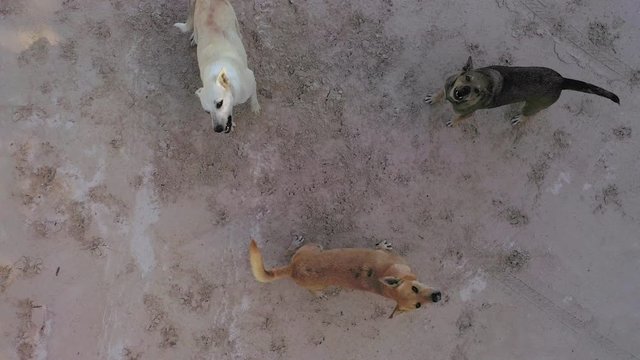 Pack of stray dogs barking