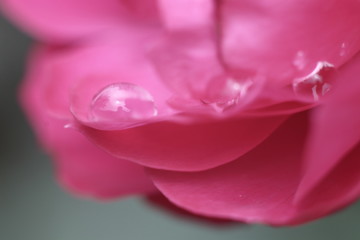 dew on pink flower petals