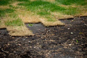 Installing new grass turfs from a roll.