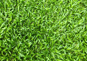 Fototapeta na wymiar Green grass texture background, lawn for a training football pitch, green lawn pattern textured for the background.