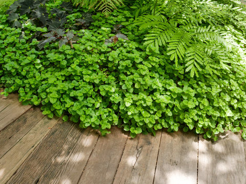 wooden walk path with green leavs shrubs of fern and mint for park and gardening design © MrBoonmee