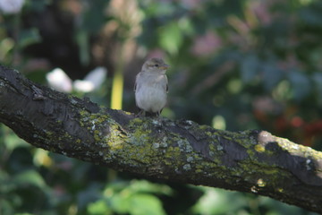 sparrow on a branch with colorful background