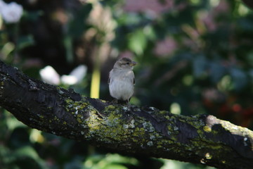 sparrow on a branch with colorful background