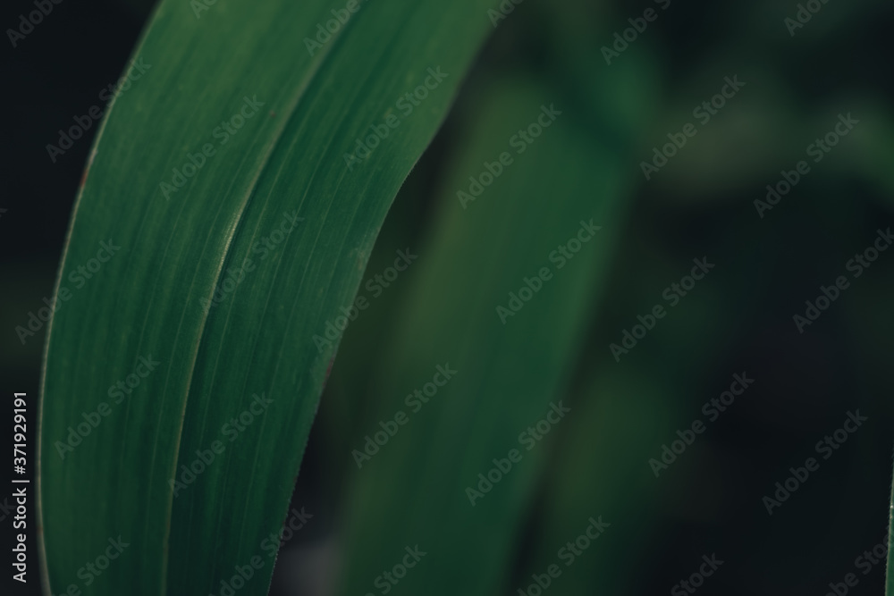 Poster blurred green texture background. cropped shot of green leaf texture. abstract nature background. ab
