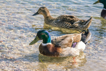 View of male and female ducks in a pond water. Couple of wild birds with colorful feather.