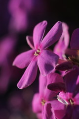 Fototapeta na wymiar pink flower in natural lighting