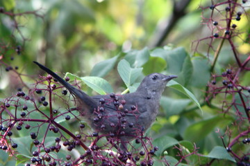 carbird in a middle of a tree