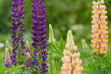 colorful garden lupines growing