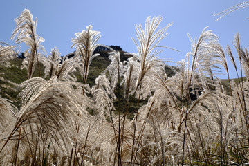 ススキ/Susuki/silvergrass