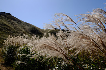 ススキ/Susuki/silvergrass