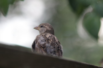 female sparrow sitting on a wall