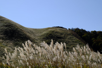 ススキ/Susuki/silvergrass