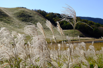 ススキ/Susuki/silvergrass
