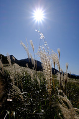 ススキ/Susuki/silvergrass