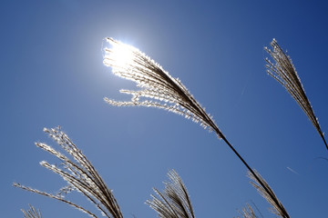 ススキ/Susuki/silvergrass