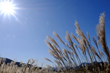 ススキ/Susuki/silvergrass