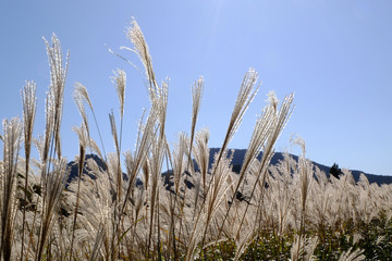 ススキ/Susuki/silvergrass
