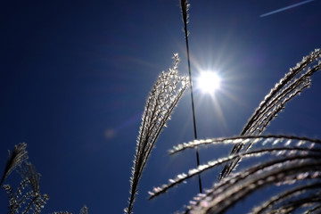 ススキ/Susuki/silvergrass