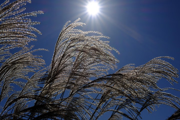 ススキ/Susuki/silvergrass