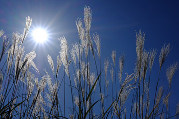 ススキ/Susuki/silvergrass