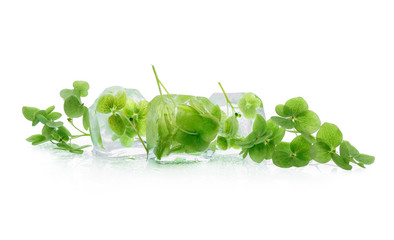 Frozen flowers in ice on white background