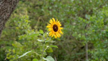 Sunflower with bee growing alone in the forest