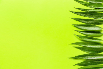 Green osier leaves on color background