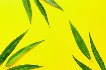 Green osier leaves on color background