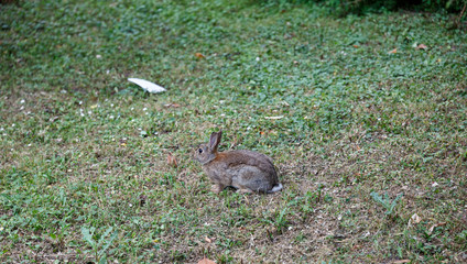 Rabbit on the grass in park