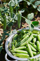 Obraz premium growing green peas in garden