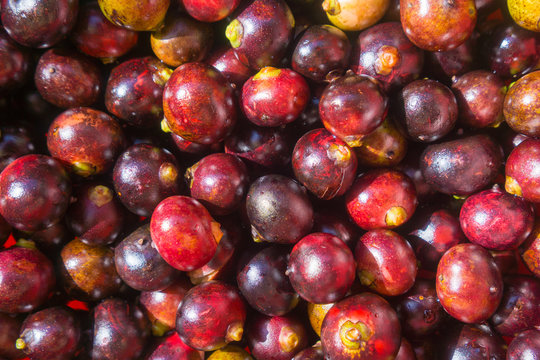 corozo fruit bunch ripe bactris guineensis exotic tropical background 