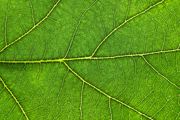 Green oak leaf, closeup view