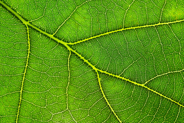 Green oak leaf, closeup view