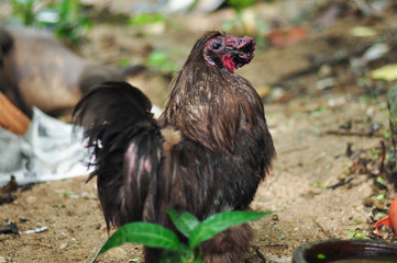 Black free range chickens