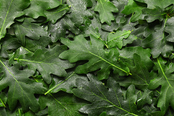 Green oak leaves as background - obrazy, fototapety, plakaty