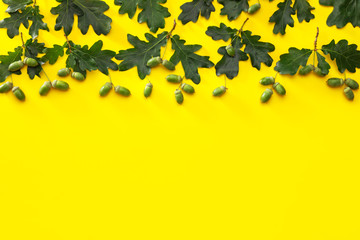 Green oak leaves on color background