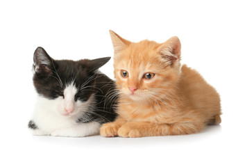 Cute funny kittens on white background
