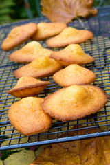 Madeleines à la vanille