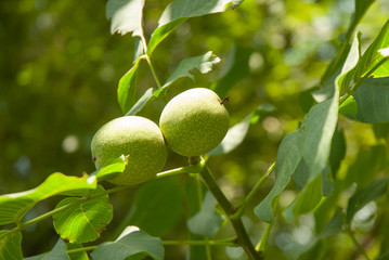 green walnuts on a branch with leaves