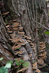 Fototapeta na wymiar brown woody mushrooms on the tree