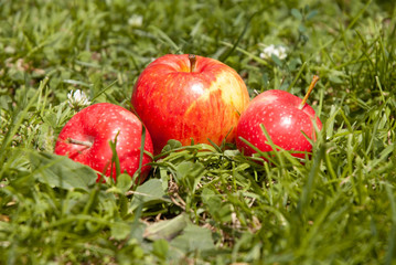 
ripe red apples on the grass