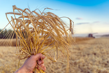 Fototapeta na wymiar Wheat ears in the hand.Harvest concept. Agriculture