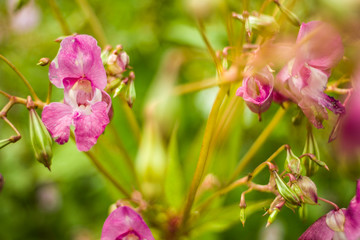 Fototapeta na wymiar Pink flowers in the sunshine