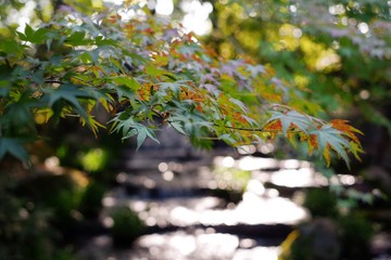 Selective focus beautiful green maple leaves fall/autumn season blurred wallpaper background.
