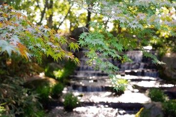 Selective focus beautiful green maple leaves fall/autumn season blurred wallpaper background.