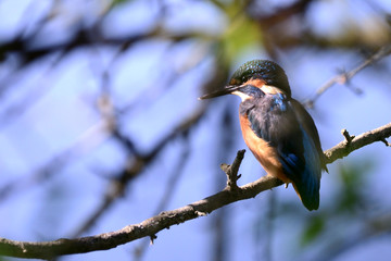 Martin-pêcheur