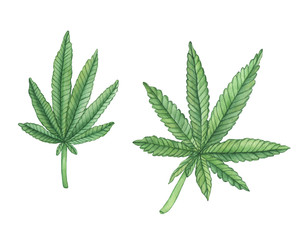 Watercolor decorative green leaves of big cannabis hemp