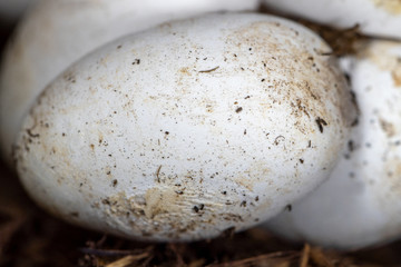 Ein Ei aus einem Ringelnattergelege